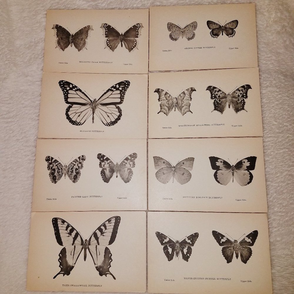 Butterfly art cards